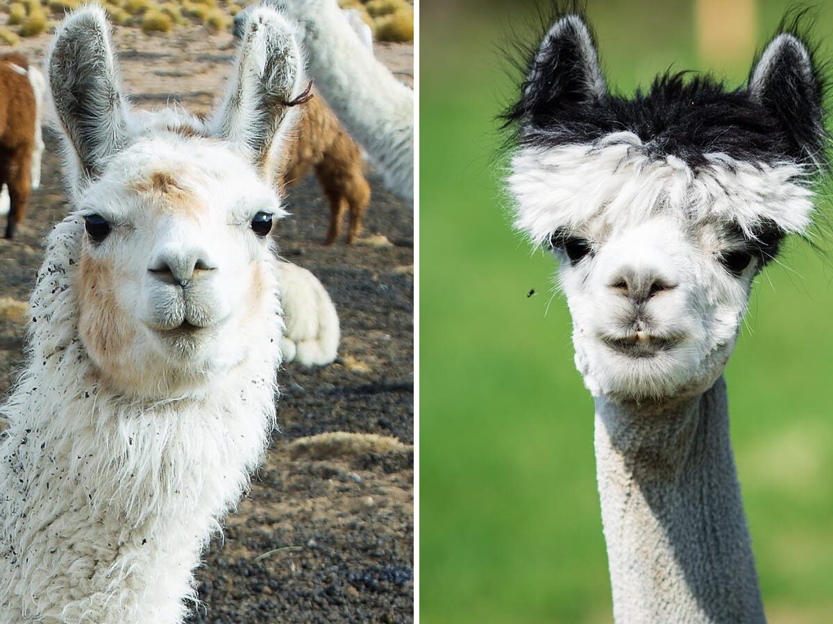 6 r nic pomi dzy alpakami a lamami HappyAlpaca.pl